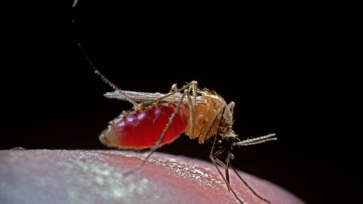 Fiebre de Oropouche llega al municipio cienfueguero de Abreus (+VIDEO)