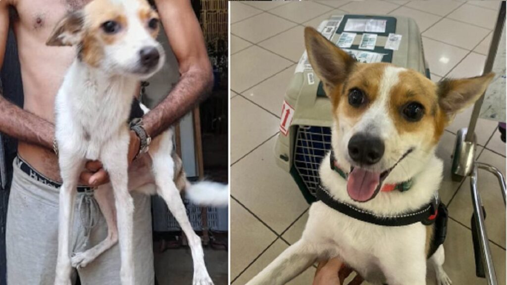 Perrita adoptada en Cuba viaja a España con su nuevo dueño