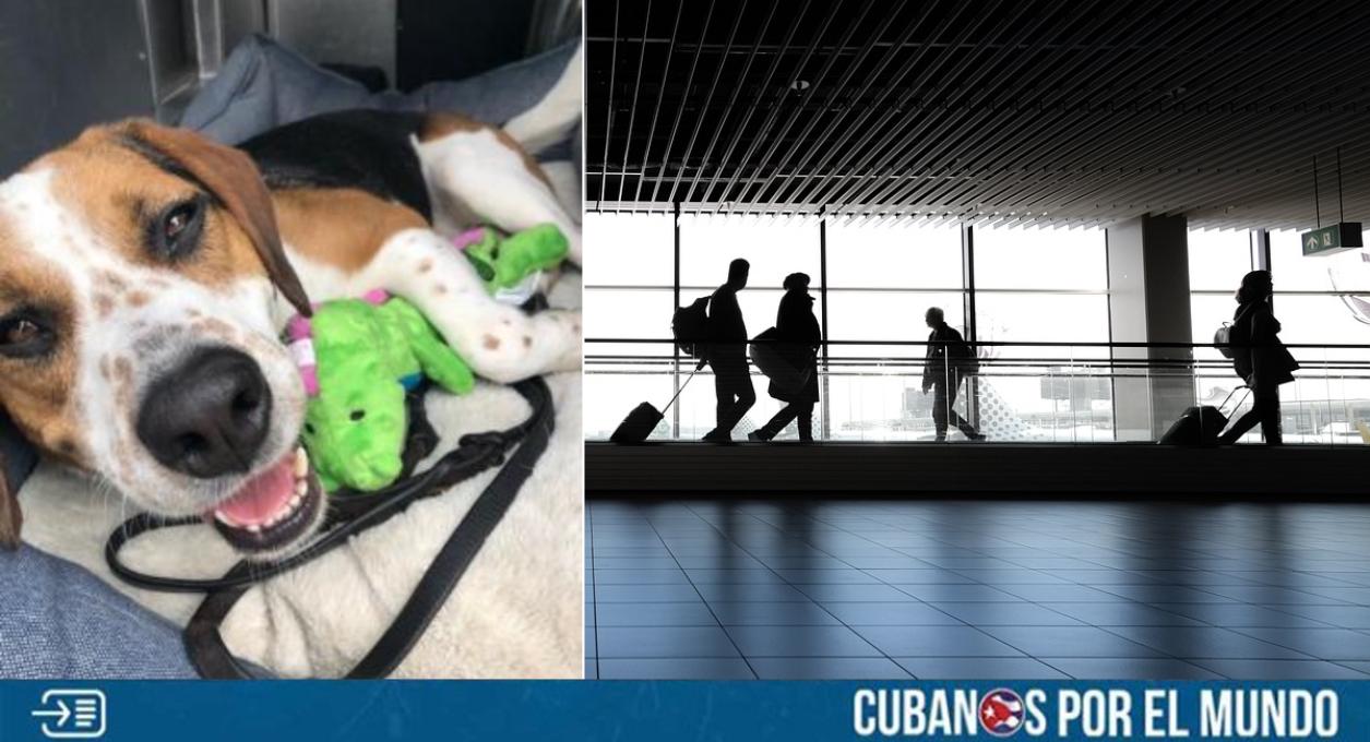 Las autoridades impusieron nuevas reglas para los perros que ingresen a Estados Unidos desde otros países. Estas nuevas medidas entrarán en vigor a partir del mes de agosto, y estas ya fueron publicadas en el registro federal por los Centros para el Control y la Prevención de Enfermedades (CDC).