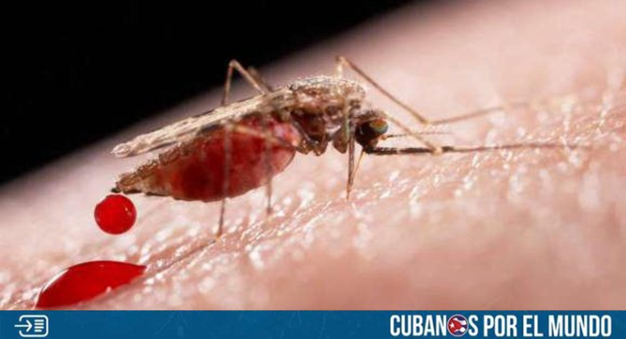 El virus de Oropouche está presente en al menos nueve provincias y 23 municipios de Cuba, según confirmó el Ministerio de Salud Pública en las últimas horas.
