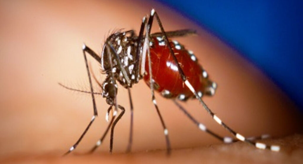 Reportan primeros casos del virus de Oropouche en Villa Clara