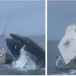 Una ballena hunde un barco en aguas de New Hampshire (VIDEO)