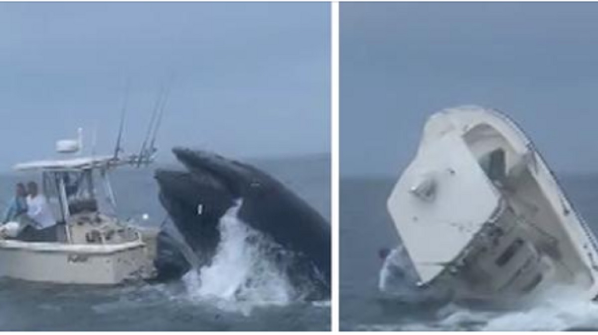 Una ballena hunde un barco en aguas de New Hampshire (VIDEO)