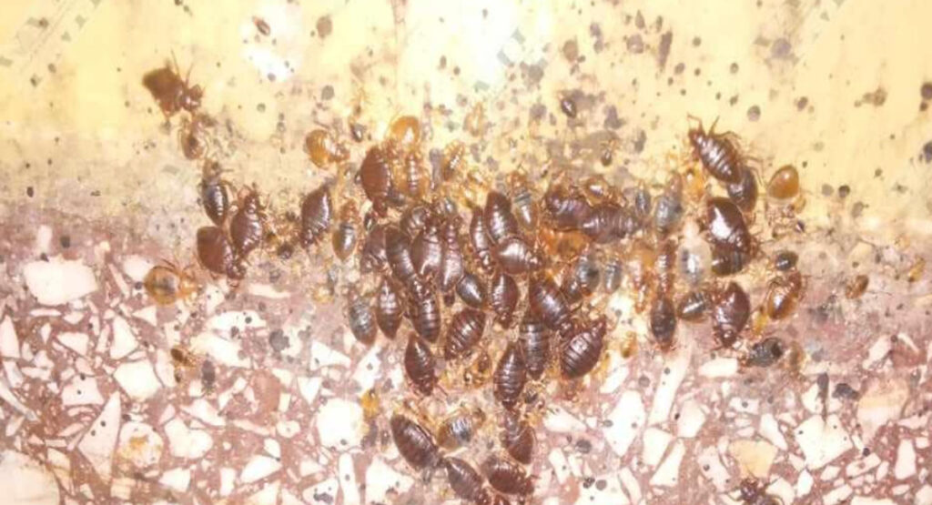 Hospital Psiquiátrico de Santiago de Cuba, colmado de chinches