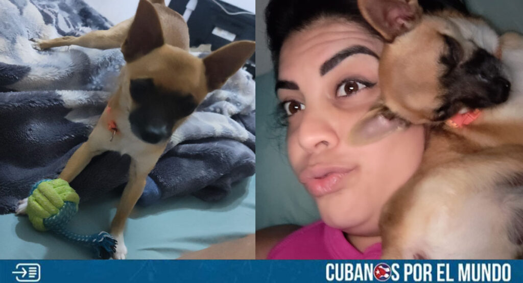 Cubana pide ayuda para encontrar a su mascota perdida