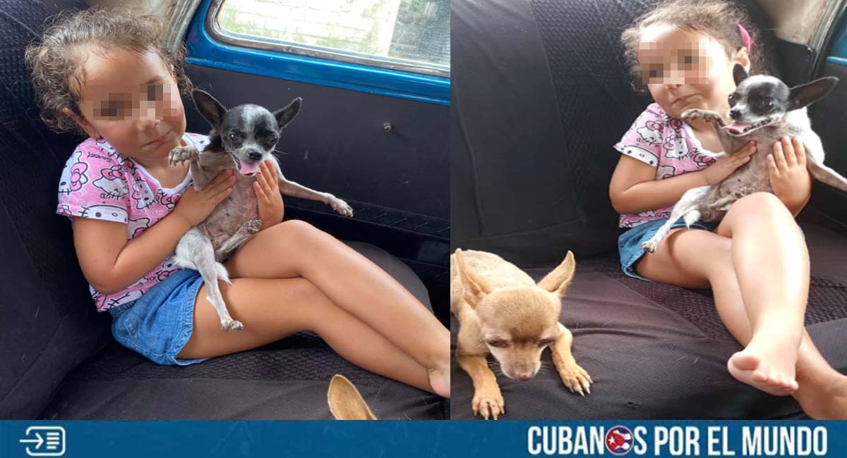 Recuperan a perritos robados en La Habana; alguien las puso a la venta