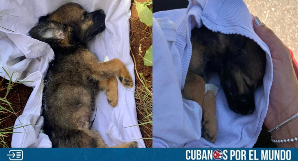 Muere perrito que fue abandonado dentro de una bolsa plástica en Mayabeque