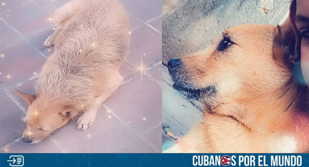 Cubana busca de forma desesperada a su perrita en La Habana