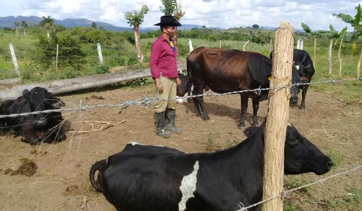 Ganaderos en Encrucijada llevan tres meses esperando que el régimen les pague