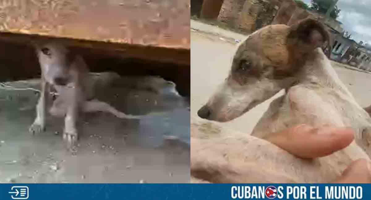 Rescatan a otro perro abandonado en un basurero de Mayabeque