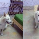 Santiago de Cuba: Mujer busca a dueños de perro perdido que encontró en la calle