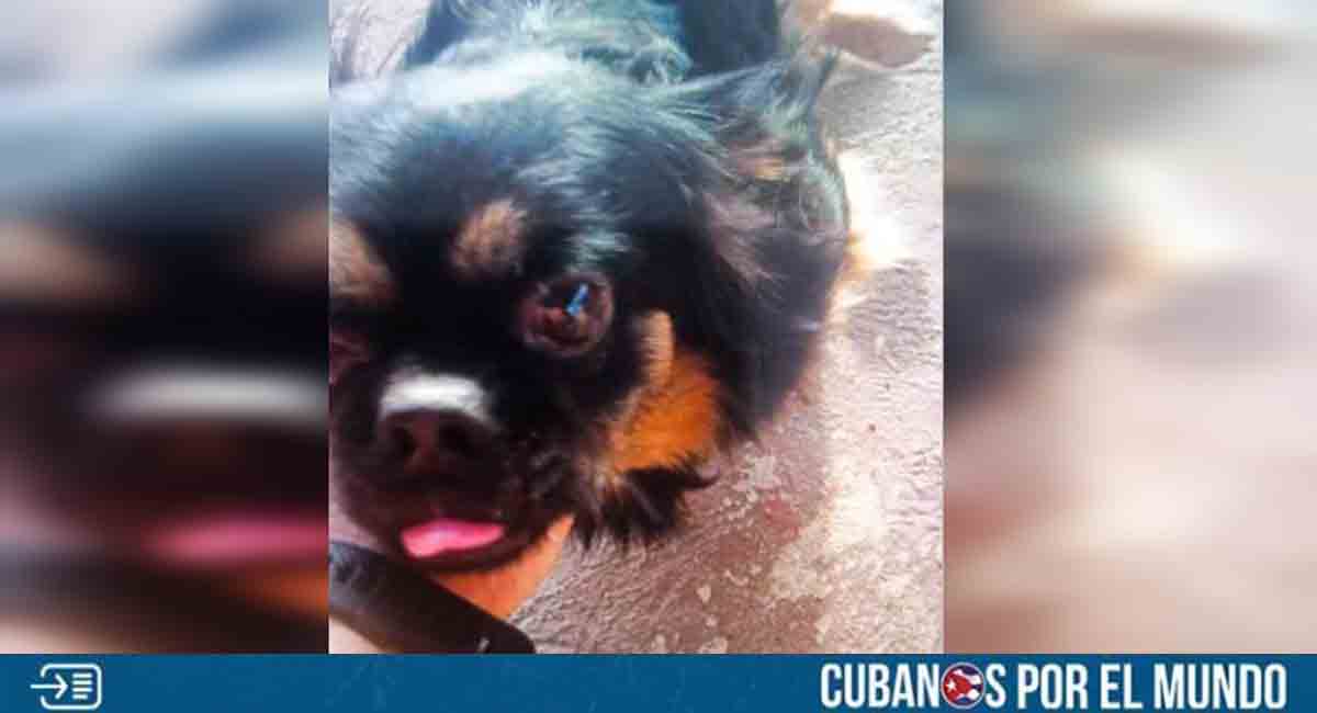 Familia ofrece recompensa por su perrito perdido en Santiago de Cuba