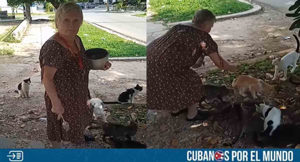 Comunidad de La Habana conmovida por anciana rusa que alimenta a gatos callejeros