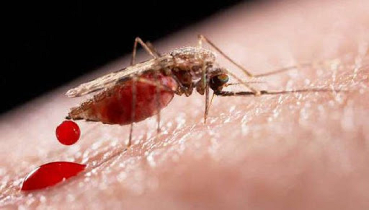 Cada vez es más grave la situación con el dengue y el Oropouche en Cuba