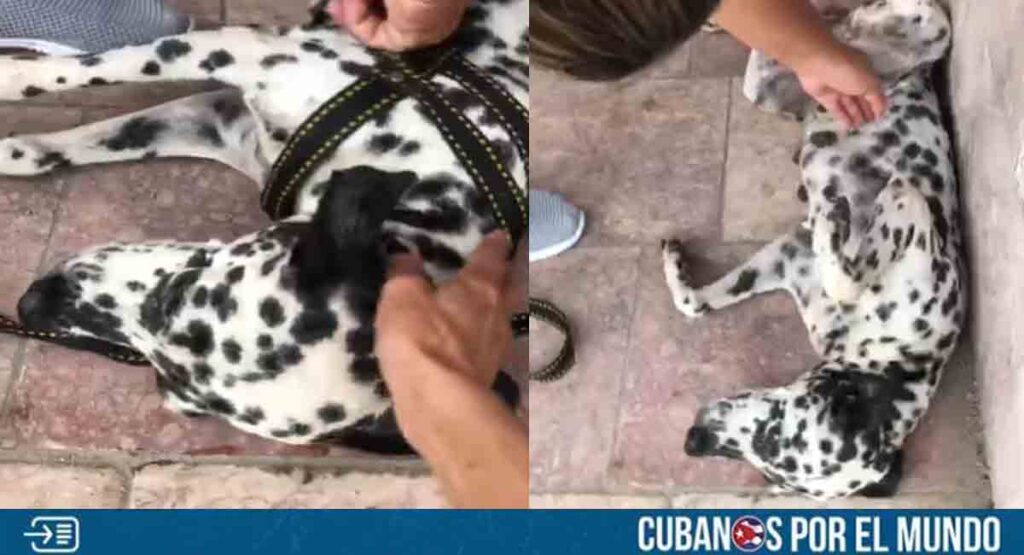 Rescatan a perrita con cáncer abandonada en Sancti Spíritus