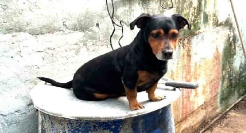 La Habana: Perrito queda en la calle luego de que sus dueños vendieran la casa