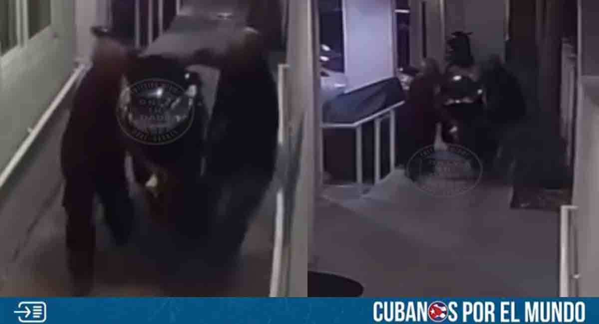 Roban moto en vivienda de la Pequeña Habana; quedó captado en cámara