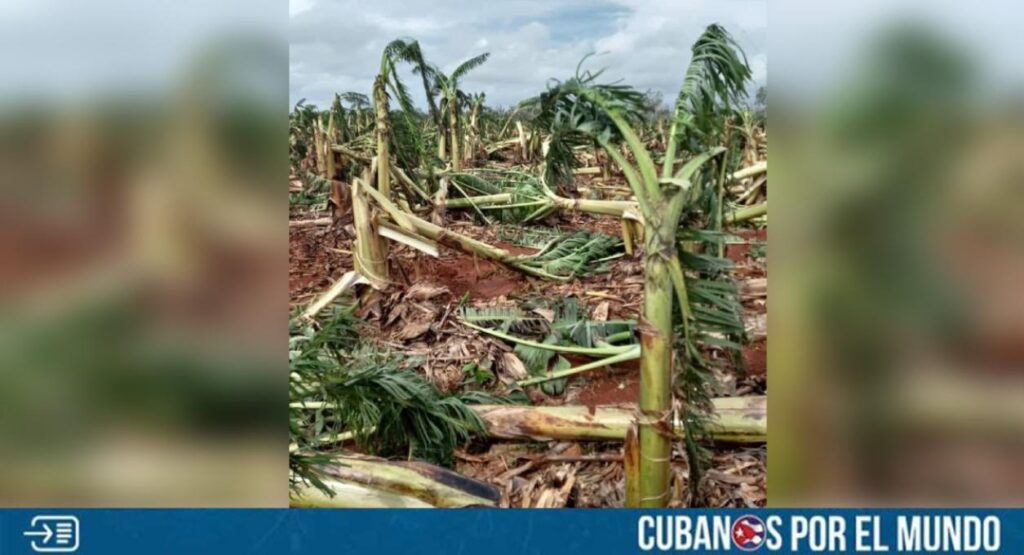 La agricultura en provincias como Artemisa y Mayabeque se vio completamente afectada por el paso del huracán Rafael, siendo estos dos de los territorios que más “producen” alimentos en Cuba. 