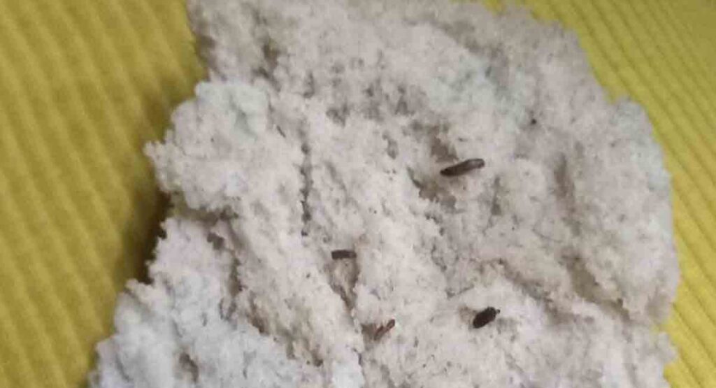 ASQUEROSO: Denuncian venta de pan con gusanos en Camagüey