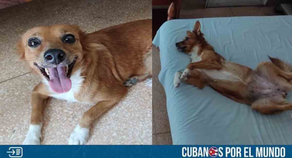 Santiago de Cuba: Ofrecen 100 dólares de recompensa por perrita desaparecida