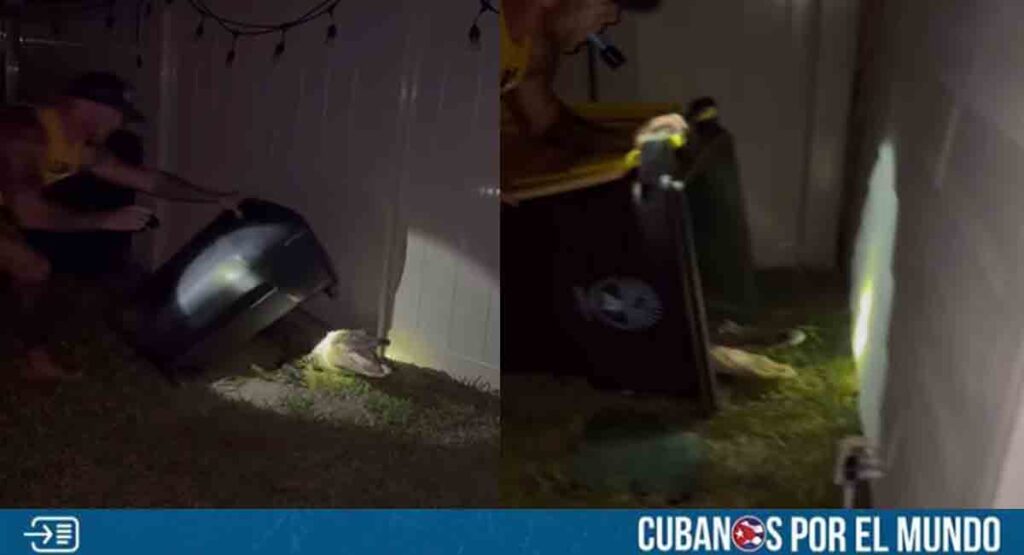 Marine de Florida captura caimán con un contenedor de basura