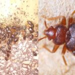 Plaga de chinches se extiende en Artemisa mientras que el régimen ignora esta problemática