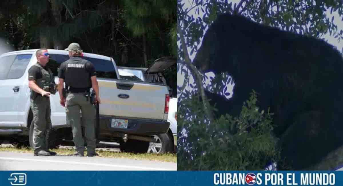 Abatidos tres osos en Florida tras el ataque a un anciano y su perro