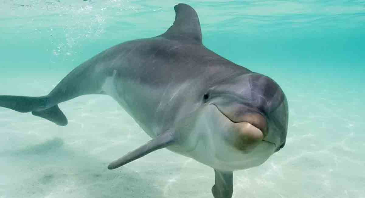 Florida: Condenado a prisión un sujeto que envenenó y disparó a delfines