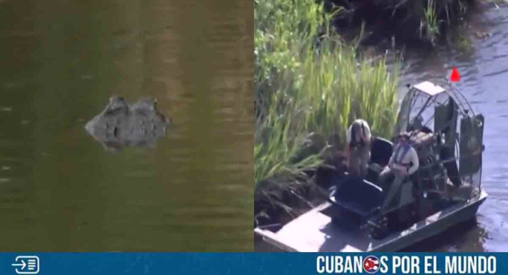 Mujer en Florida pierde la vida tras ser atacada por un caimán
