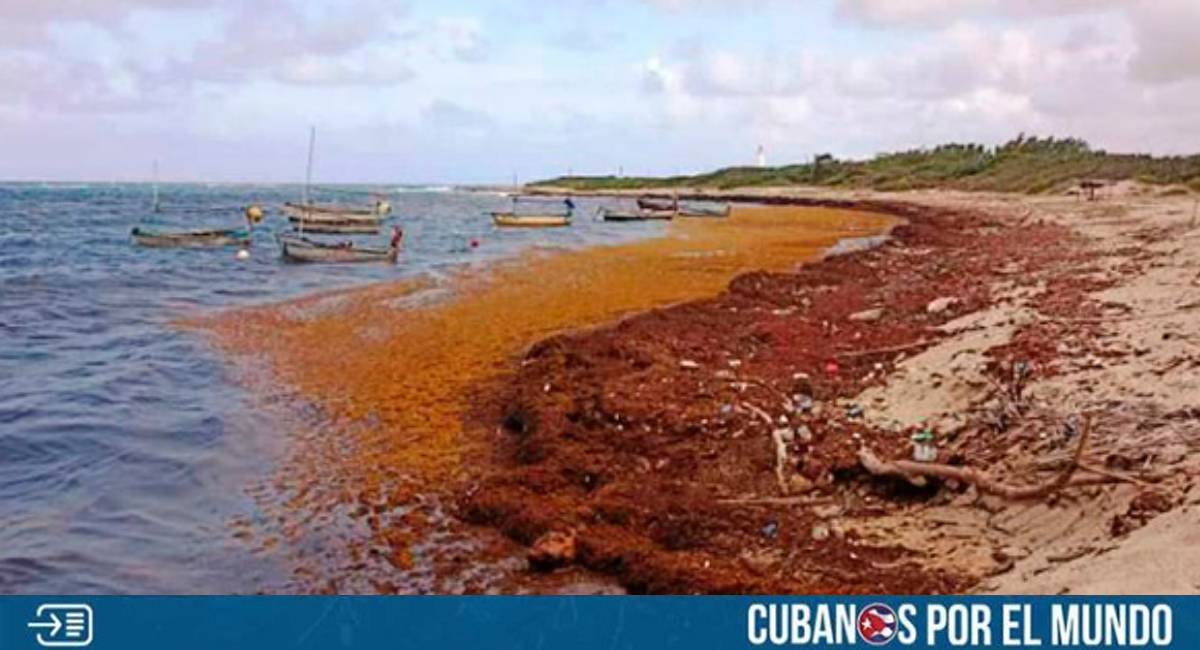 El Ministerio de Ciencia, Tecnología y Medio Ambiente (CITMA) de Cuba emitió una alerta máxima ante la llegada masiva de sargazo a las costas de la provincia oriental de Guantánamo.