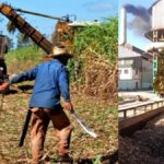 Camagüey solo produjo 4 mil toneladas de azúcar en la zafra 2025, un 17% del plan