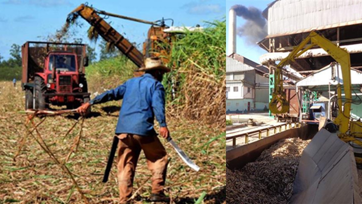 Camagüey solo produjo 4 mil toneladas de azúcar en la zafra 2025, un 17% del plan
