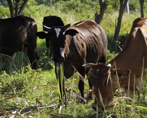 Cuba pierde más de 900 mil cabezas de ganado desde 2019 en medio de una crisis