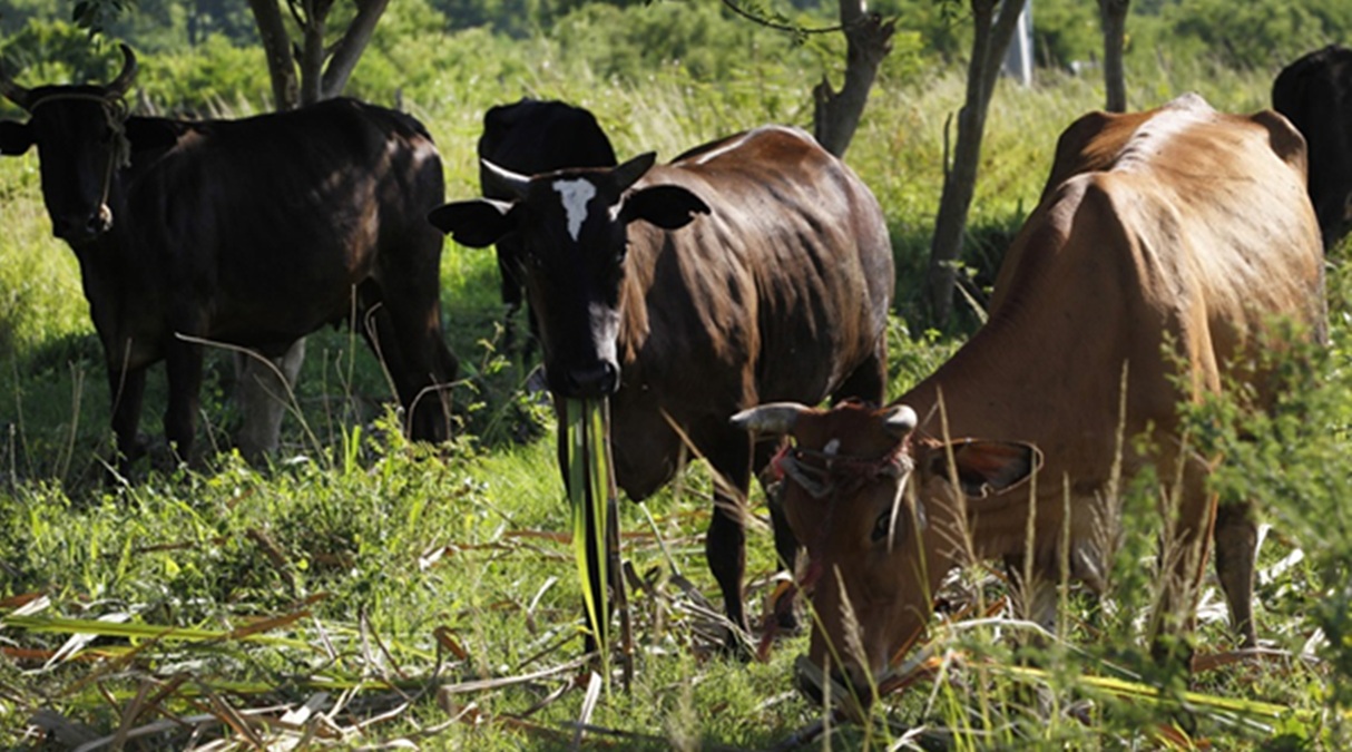 Cuba pierde más de 900 mil cabezas de ganado desde 2019 en medio de una crisis