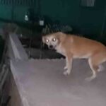 Perrita perdió a su dueño y quedó abandonada en una azotea en La Habana