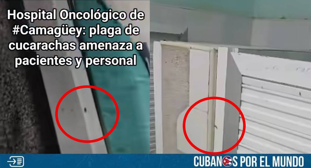 Una plaga de cucarachas mantiene azotado al Hospital Oncológico de Camagüey, según se denunció en las últimas horas en las redes sociales, siendo esta una situación que amenaza a los pacientes y al personal del recinto, y que deja al descubierto una vez más el falso discurso de que Cuba “es una potencia médica”.