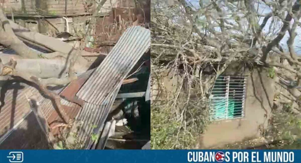Árbol cayó sobre una vivienda en Santiago de Cuba durante el paso del huracán Melissa
