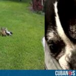 Coyote atacó a una perrita dentro de una vivienda en Florida