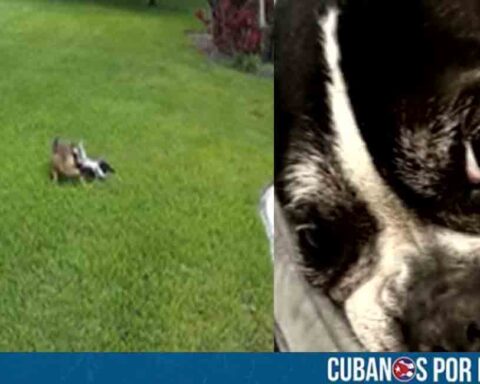 Coyote atacó a una perrita dentro de una vivienda en Florida