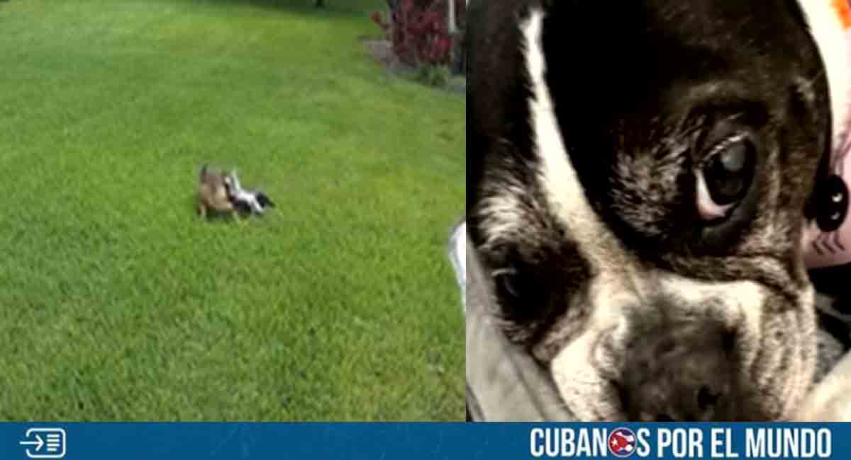 Coyote atacó a una perrita dentro de una vivienda en Florida