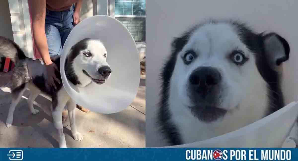 Luego de siete años separados, mujer se reencuentra con su perro en Tampa