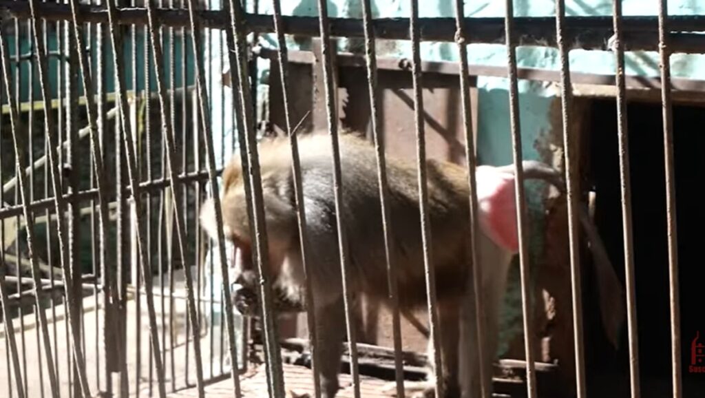 Organización animalista cubana pide no visitar los zoológicos: “No seas parte del maltrato”