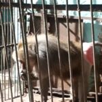 Organización animalista cubana pide no visitar los zoológicos: “No seas parte del maltrato”
