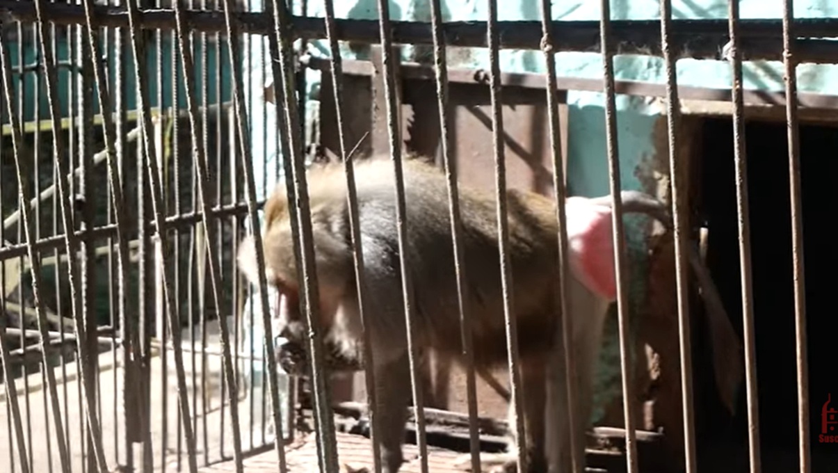 Organización animalista cubana pide no visitar los zoológicos: “No seas parte del maltrato”