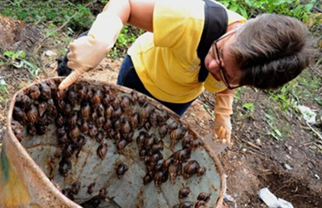 Alerta en Artemisa por la expansión del caracol gigante africano