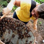 Alerta en Artemisa por la expansión del caracol gigante africano