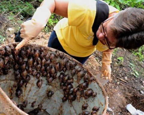 Alerta en Artemisa por la expansión del caracol gigante africano
