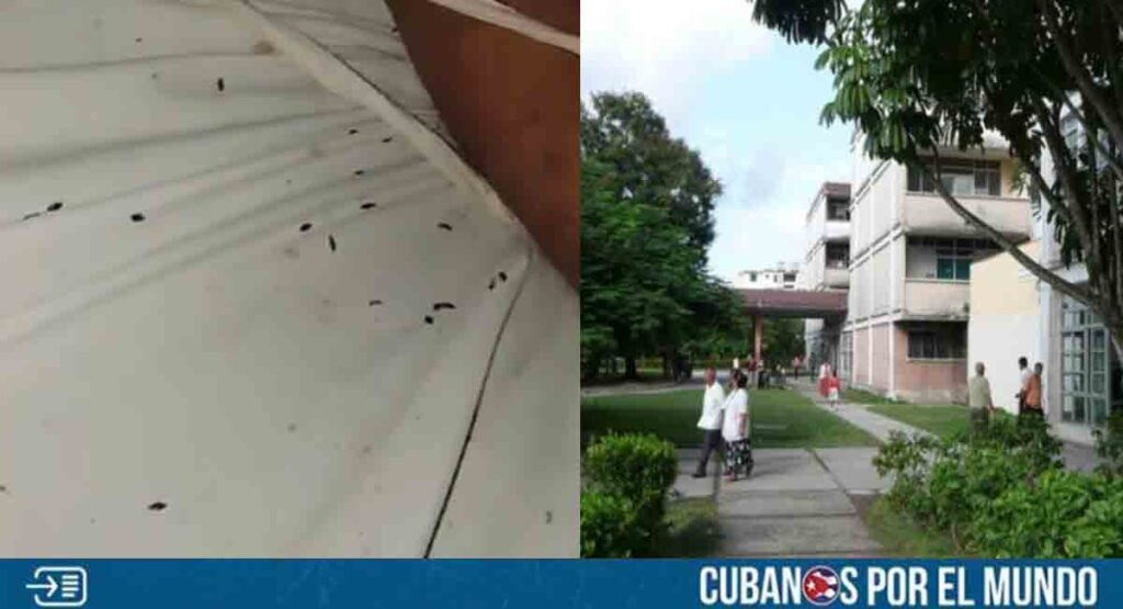 Plaga de chinches mortifica a pacientes en el hospital psiquiátrico de Santa Clara