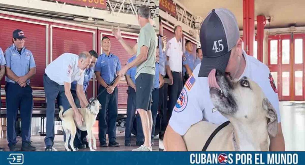 Emotivo momento en Florida: Perro se encuentra con los bomberos que lo salvaron de un incendio