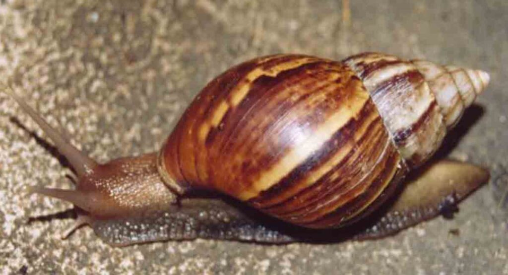 Alerta en Mayabeque por incremento del caracol africano